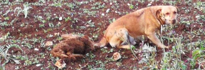 Cane randagio veglia
per ore la cagnolina investita
e uccisa da un'auto