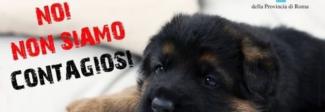 Coronavirus, parte la campagna di sensibilizzazione contro l'abbandono di animali domestici: «Non contagiano»