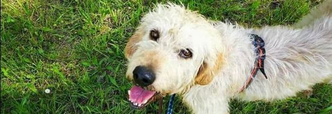 Il cane Pluto Il cane Pluto