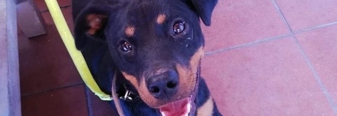 Benevento, cagnolina gettata dall'auto in corsa sulla superstrada: salvata in tempo, ora cerca casa Benevento, cagnolina gettata dall'auto in corsa sulla superstrada: salvata in tempo, ora cerca casa