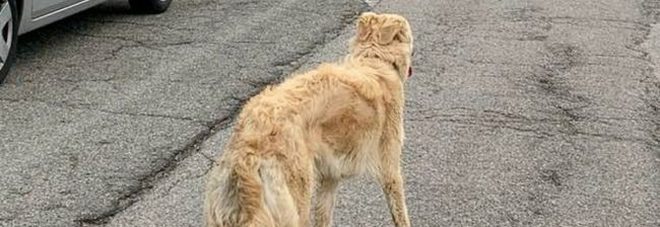Cagnolina respinta da 4 famiglie in 4 anni, si lascia morire di dolore