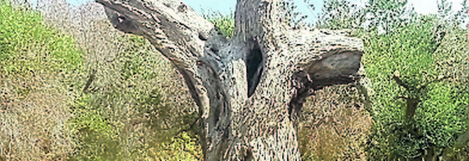 L'Efsa: xylella resta un organismo da quarantena. Sono 563 le specie vegetali a rischio contagio L'Efsa: xylella resta un organismo da quarantena. Sono 563 le specie vegetali a rischio contagio