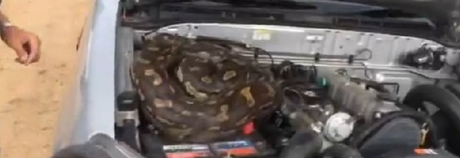 Il pitone velenoso nascosto nel motore del fuoristrada