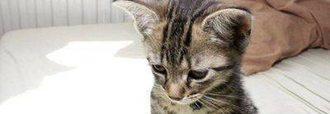Torturano un gattino appendendolo per le zampe
La rabbia su Facebook: «Troviamo queste bestie» Torturano un gattino appendendolo per le zampe
La rabbia su Facebook: «Troviamo queste bestie»