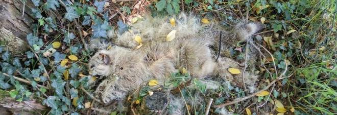 Un altro gatto trovato morto con le zampette legate: caccia ai torturatori Un altro gatto trovato morto con le zampette legate: caccia ai torturatori
