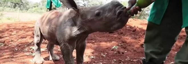 In Sudafrica un orfanotrofio per rinoceronti: ci lavorano sei donne
