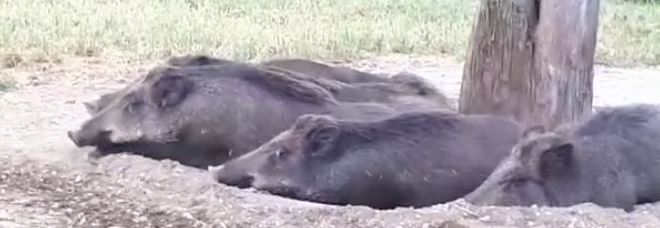 Roma, cinghiali dormono indisturbati al parco sulla Cassia: la tana a pochi metri dalle case Roma, cinghiali dormono indisturbati al parco sulla Cassia: la tana a pochi metri dalle case