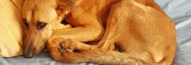 Samuele cerca il suo cagnolino per quattro giorni... poi arriva la sorpresa Samuele cerca il suo cagnolino per quattro giorni... poi arriva la sorpresa
