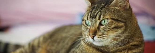 Morto un gatto contagiato da un raro virus dei pipistrelli: ha morso la padrona, ministero avvia indagini