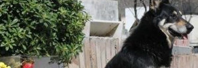 Morto Capitàn, il cane fedele al padrone oltre la sua morte Morto Capitàn, il cane fedele al padrone oltre la sua morte