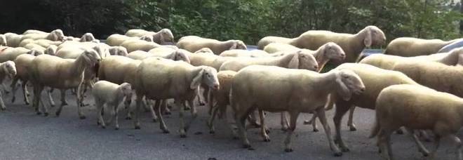 I ladri portano via
il gregge: rubate pecore
capre e agnelli