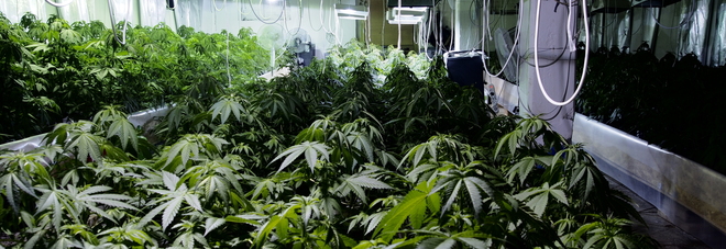 Finanza scopre nel casolare
una serra con 500
piante di marijuana