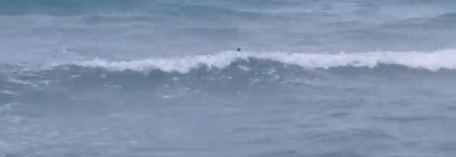 Squali a pochi metri
dalla riva a San Foca,
allarme in Salento