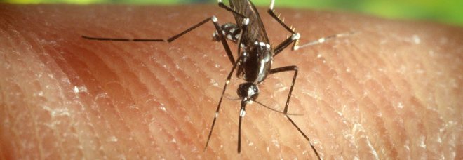Come le zanzare scelgono chi pungere: "hai il sangue dolce" è solo un luogo comune