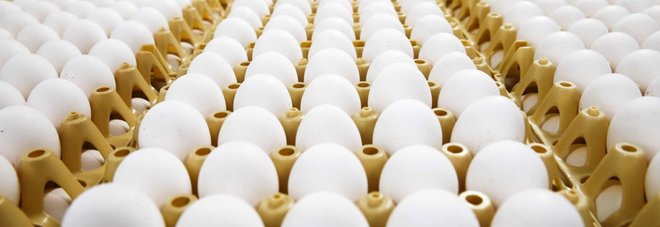Aviaria, Hong Kong blocca le importazioni di pollo e uova da Milano Aviaria, Hong Kong blocca le importazioni di pollo e uova da Milano