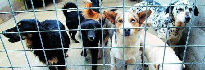 Cani e gatti rinchiusi e senza acqua: denunciata volontaria animalista Cani e gatti rinchiusi e senza acqua: denunciata volontaria animalista