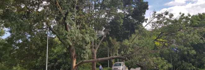 Tragedia sfiorata:
un grosso ramo d'albero
si abbatte sulla strada