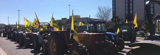 Xylella, imprenditori agricoli in rivolta a Lecce: contestato Emiliano Xylella, imprenditori agricoli in rivolta a Lecce: contestato Emiliano