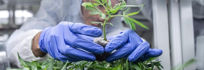 Tumore ai genitali, alto rischio per gli uomini fumatori regolari di cannabis Tumore ai genitali, alto rischio per gli uomini fumatori regolari di cannabis