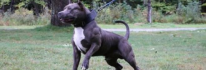 Assalito da un pitbull mentre
fa footing: 300 punti di sutura,
insegnante grave