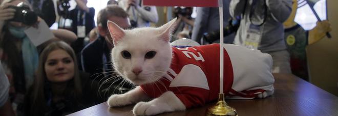 Il gattino Achille come il polpo Paul: «È sordo, vede col cuore». E al primo match dice Russia