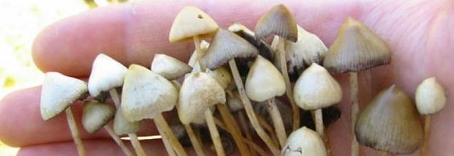 I funghi allucinogeni curano la depressione cronica: I funghi allucinogeni curano la depressione cronica: