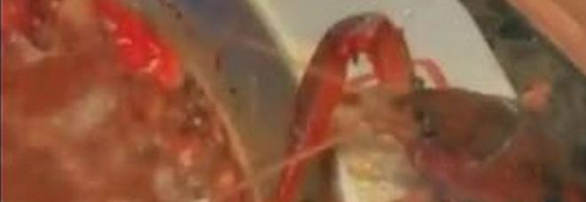 Il gambero disperato si amputa una chela e fugge dalla pentola Video