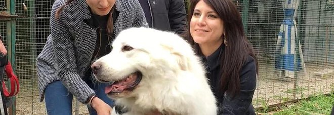 Miro, il pastore maremmano finito in un canile di Rovereto perché abbaiava troppo e dava fastidio a un vicino Miro, il pastore maremmano finito in un canile di Rovereto perché abbaiava troppo e dava fastidio a un vicino