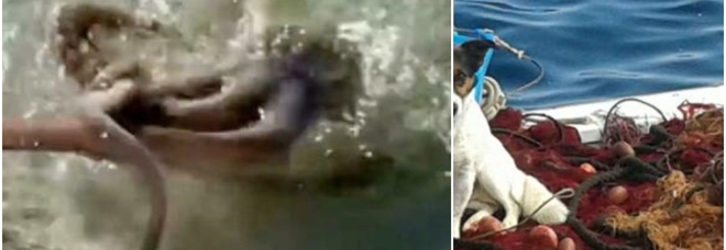 Polpo trascina in mare un cucciolo di cane e lo annega: choc a Palinuro