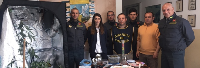 Pusher a 21 anni: in casa serra con piante di marijuana alte 150 cm Pusher a 21 anni: in casa serra con piante di marijuana alte 150 cm
