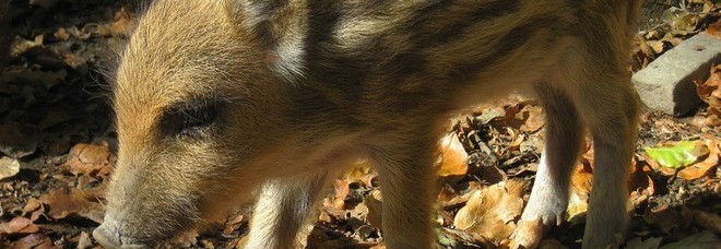 Cucciola di cinghiale resta orfana, una cagnolina la salva allattandola Cucciola di cinghiale resta orfana, una cagnolina la salva allattandola