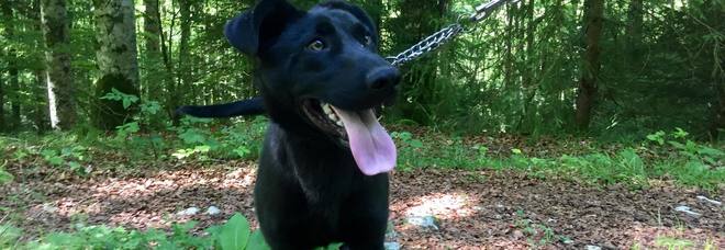 Il cane abbandonato chiamato Rufus Il cane abbandonato chiamato Rufus