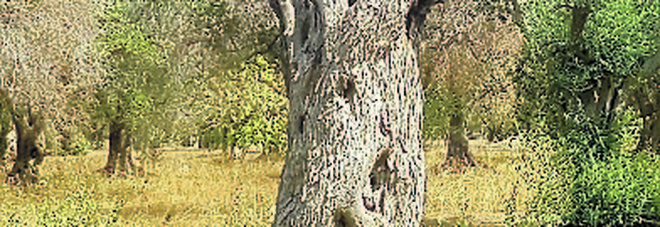 Xylella, realizzato a Lecce un dispositivo che scopre la presenza del batterio nell'ulivo Xylella, realizzato a Lecce un dispositivo che scopre la presenza del batterio nell'ulivo