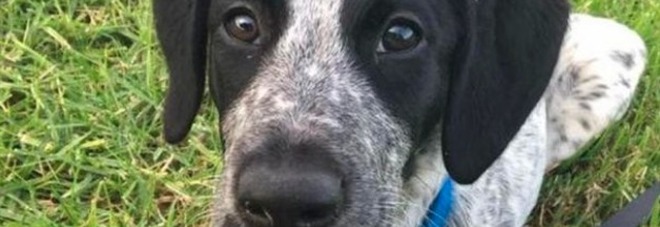 Cucciolo fugge allo scalo e blocca i voli, ucciso: bufera social Cucciolo fugge allo scalo e blocca i voli, ucciso: bufera social