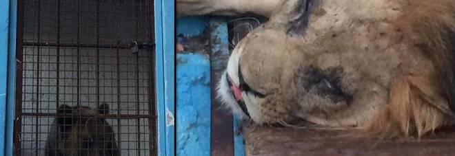 Il Safari Park Zoo degli orrori: animali detenuti da anni in condizioni pietose Il Safari Park Zoo degli orrori: animali detenuti da anni in condizioni pietose