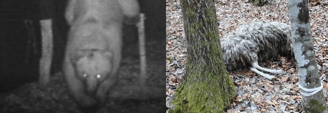 L'orso Francesco miete vittime nei boschi della Carnia