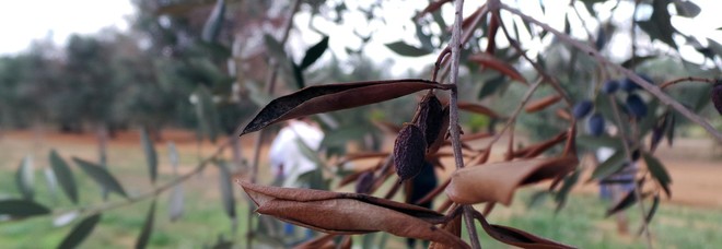 Xylella, Italia deferita alla Corte europea
«Alberi non abbattuti», Bruxelles chiede i danni Xylella, Italia deferita alla Corte europea
«Alberi non abbattuti», Bruxelles chiede i danni