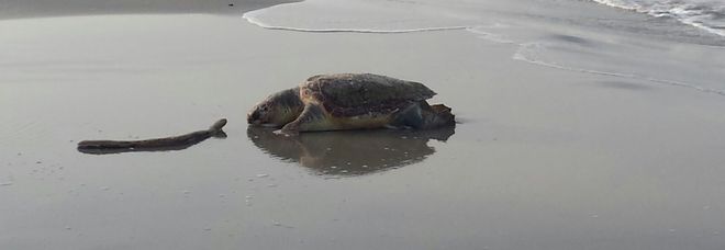 Frassanito, carcassa di caretta - caretta sulla battigia Frassanito, carcassa di caretta - caretta sulla battigia