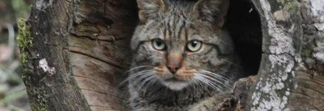 Guardate un po' chi fa capolino sulle Dolomiti: vi sembra un gatto qualsiasi? Sbagliate... Guardate un po' chi fa capolino sulle Dolomiti: vi sembra un gatto qualsiasi? Sbagliate...