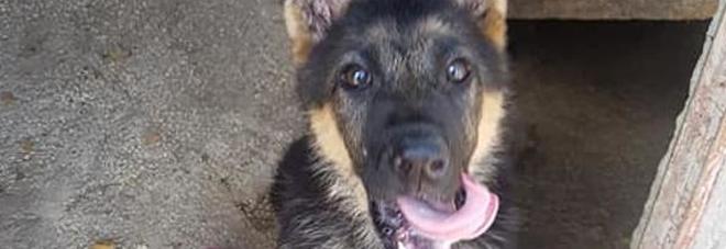 Kaos, il cane eroe rivivrà nella sua cucciola Kora: «Sarà addestrata a salvare vite umane»