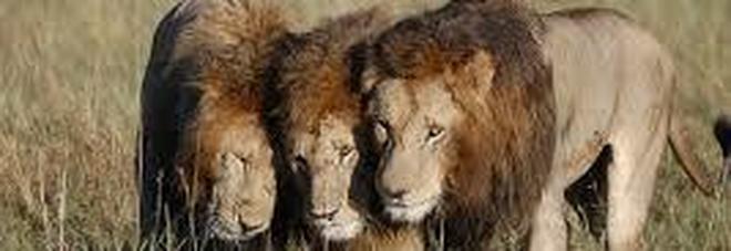 Sudafrica, mandria di leoni attacca e divora un cacciatore Sudafrica, mandria di leoni attacca e divora un cacciatore