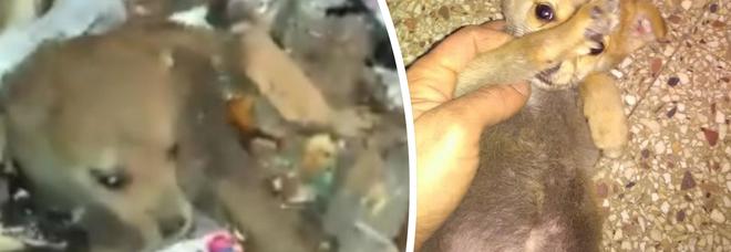 Cucciolo abbandonato tra i rifiuti, salvato dai netturbini: la storia che ha commosso il web Cucciolo abbandonato tra i rifiuti, salvato dai netturbini: la storia che ha commosso il web