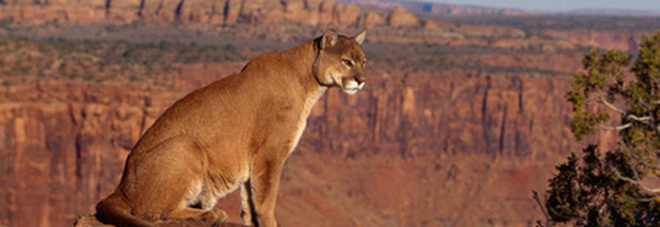 puma attacca bambino puma attacca bambino
