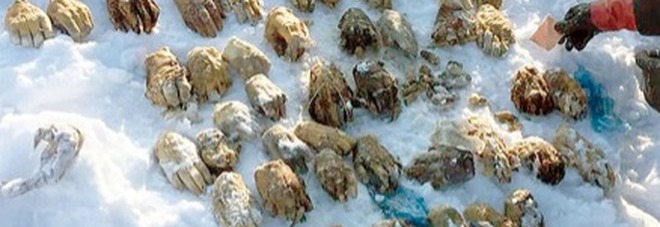 Orrore sulle sponde di un fiume: pescatore trova 54 mani in un sacco Orrore sulle sponde di un fiume: pescatore trova 54 mani in un sacco