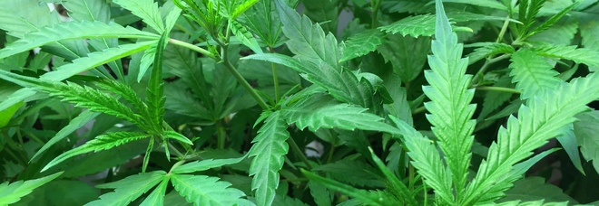 Droga a buon mercato: 20enni in trasferta dall'Austria ne comprano mezzo chilo Droga a buon mercato: 20enni in trasferta dall'Austria ne comprano mezzo chilo
