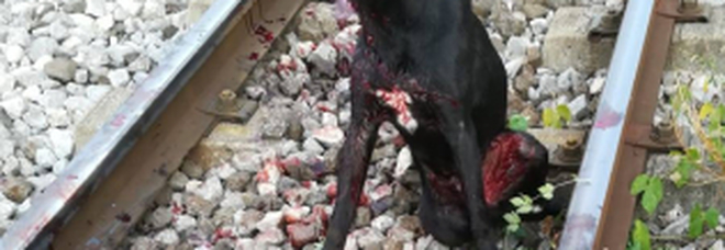 Cane travolto dal treno della Circumvesuviana: agonizzante, ritardano i soccorsi Cane travolto dal treno della Circumvesuviana: agonizzante, ritardano i soccorsi