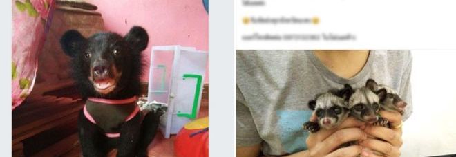 Su Facebook migliaia di animali esotici in vendita. Aggirato il controllo del colosso del web