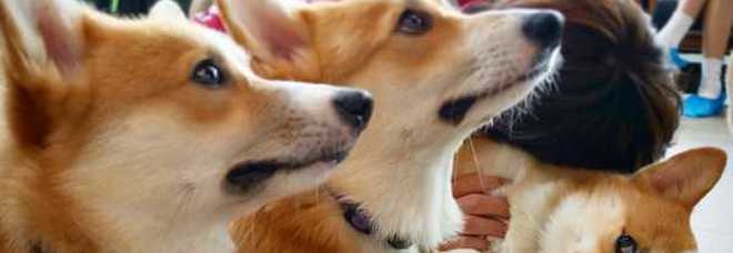 In Thailandia c’è un dog café dove sorseggiare una bevanda in compagnia di ben 12 cagnolini