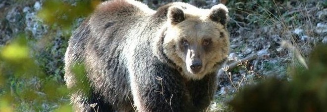 Trovata e uccisa l'orsa KJ2: aveva aggredito un escursionista Trovata e uccisa l'orsa KJ2: aveva aggredito un escursionista