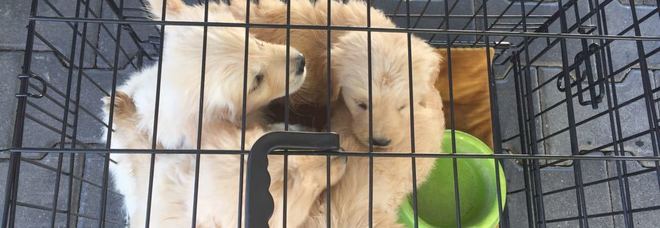 Ingabbiati nel furgone e senza microchip: salvati 4 cuccioli Ingabbiati nel furgone e senza microchip: salvati 4 cuccioli